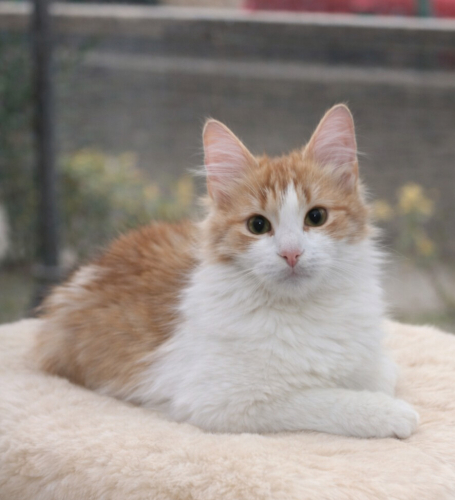 LERİ YUVA ARIYOR fotoğraf