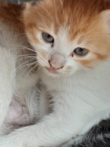 Minnacık bebekler fotoğraf