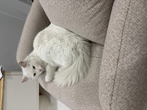 SOKAĞA ATILMIŞ ANGORA KEDİSİNE ACİL YUVA fotoğraf