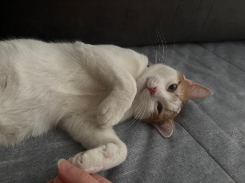 Ayağa Kalktı, Şimdi Bir Yuva Arıyor fotoğraf