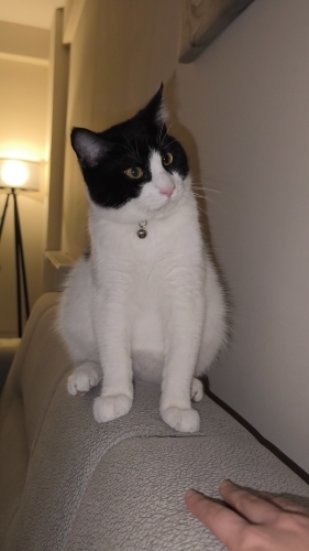 Ücretsiz Sahiplendirme fotoğraf