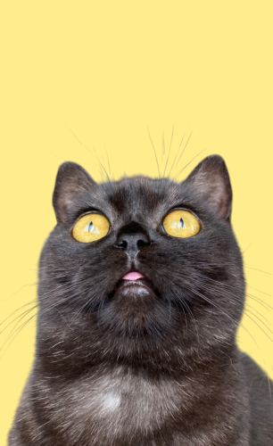 Oyuncu, Sevimli Kızımız Gece fotoğraf