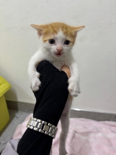 Sarışın oğlumuza ömürlük yuva ilanı fotoğraf