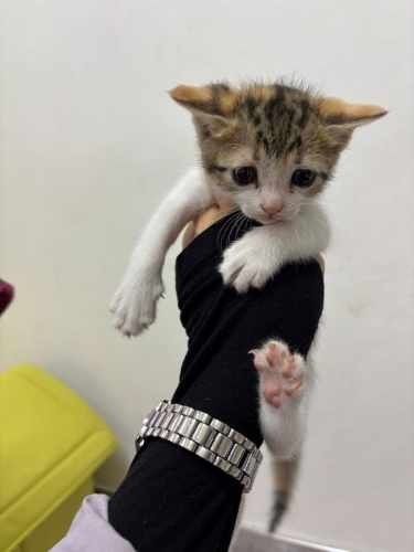 Küçük kızımız için ömürlük yuva ilanı fotoğraf