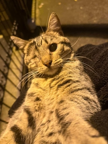 TATLIŞ TEK GÖZLÜ DİŞİ TEKİR YUVA fotoğraf