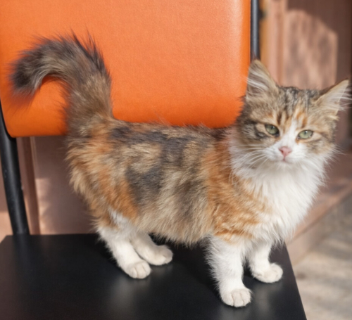 LiLi YUVA ARIYOR fotoğraf