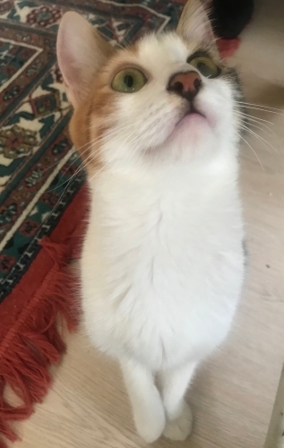 Sevgi pıtırcığı fotoğraf