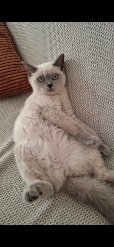 "Acil" Ücretsiz sahiplendirme fotoğraf