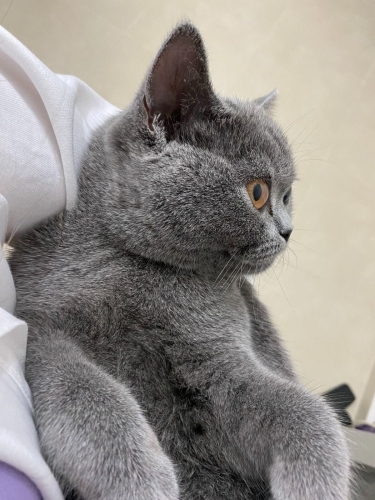 BRİTİSH SORTHAİR KISIR ‼️ fotoğraf