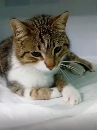 Pofu ömürlük yuvasını arıyor fotoğraf