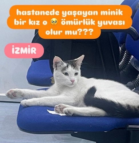 Pamuk sevgi dolu yuvasını arıyor fotoğraf