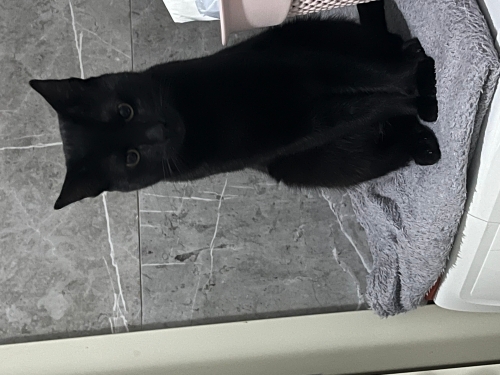 Üzüm kara bebek sakin ve uysal fotoğraf