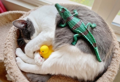 5 aylık erkek ömürlük yuvasını arıyorum fotoğraf