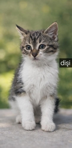 Acil yuva aranıyor fotoğraf