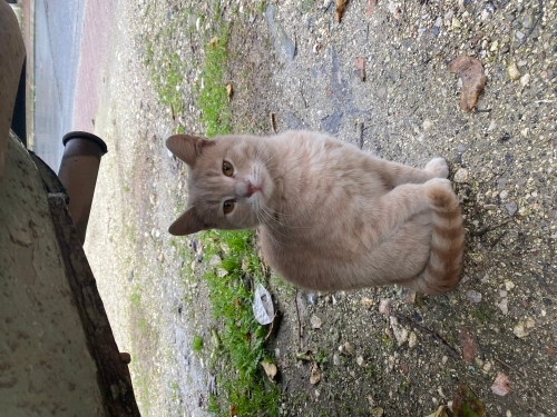 Bal köpüğü yavrumuz fotoğraf