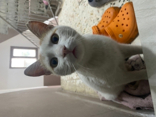 Şeker mi şeker kedimiz fotoğraf