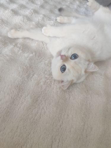 Tüm aşıları yapılmıştır çip lidir yeni bir yuva ariyorumı fotoğraf