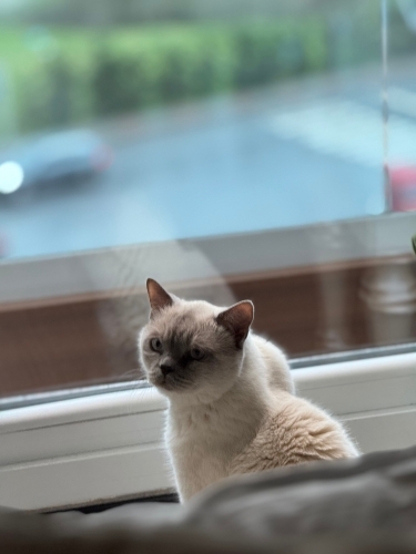 Huzur Kaynağı Uysal Kedi fotoğraf