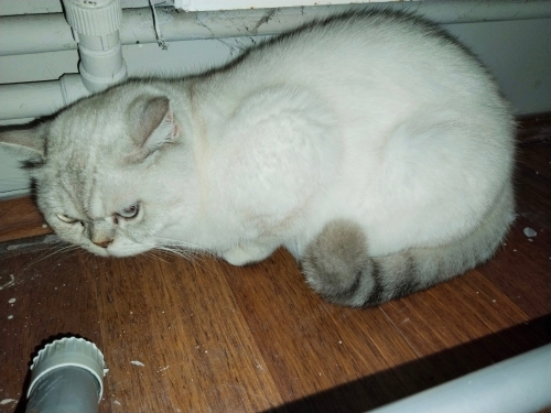 Acil çok uysal çok tatlı yumusacik fotoğraf