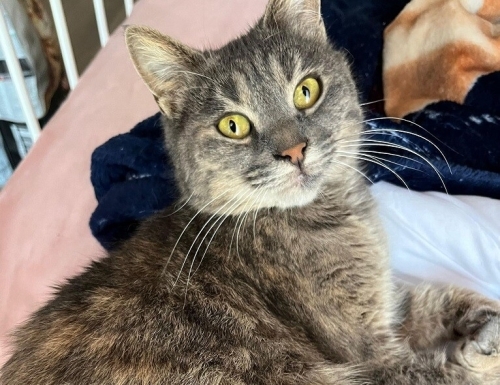 British tekir kırması ELA kız (ücretsiz sahiplendirme) fotoğraf