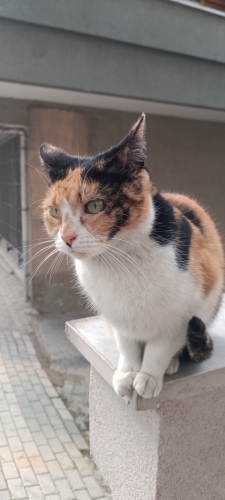 Sırma yuva arıyor! fotoğraf