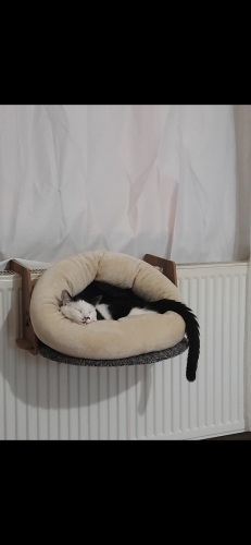 Acil yuva araniyor kırma cins kedi pamuk fotoğraf