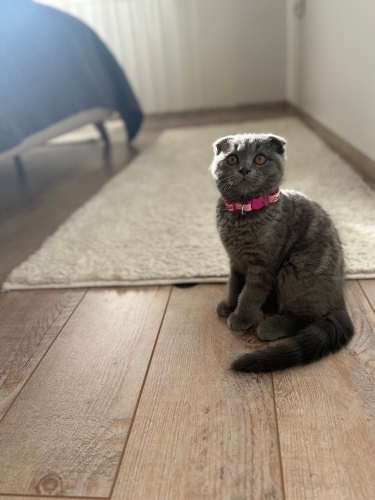 Temas seven Scottish fotoğraf