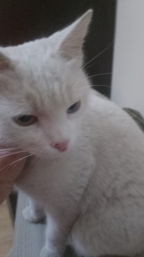 Hamile acil yuva fotoğraf