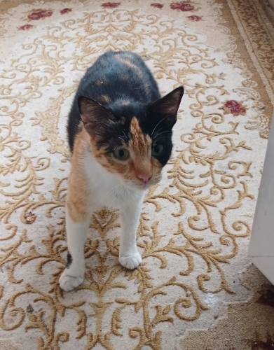 Hamile calico acil yuva fotoğraf