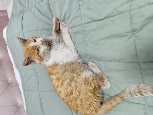 Kedimiz yeni yuva ariyor fotoğraf