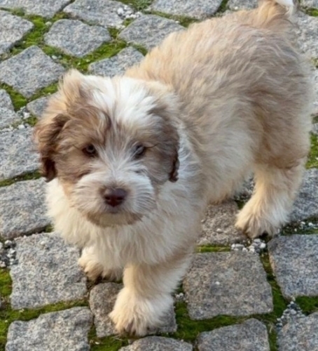 Dünya tatlısı yavrular yuva arıyor fotoğraf