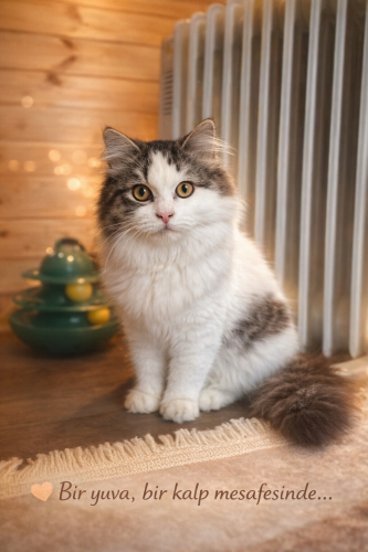 🐾 7 Aylık, Aşıları Tam, Cana Yakın Minik Yuva Arıyor fotoğraf