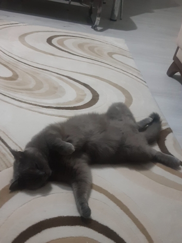 Alfa Mutlu olacak ömürlük ailesini arıyor fotoğraf