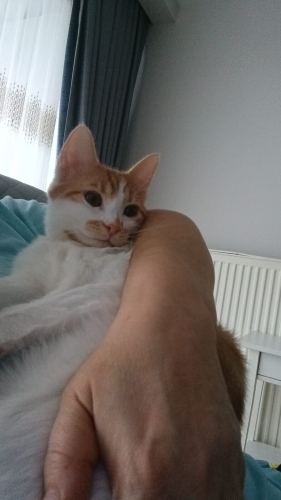 Bana yuva olurusun sokağa atıcaklar fotoğraf