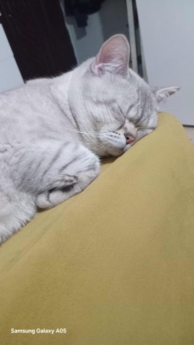 Bu masum bakışlara yuva olmak isters misiniz? fotoğraf