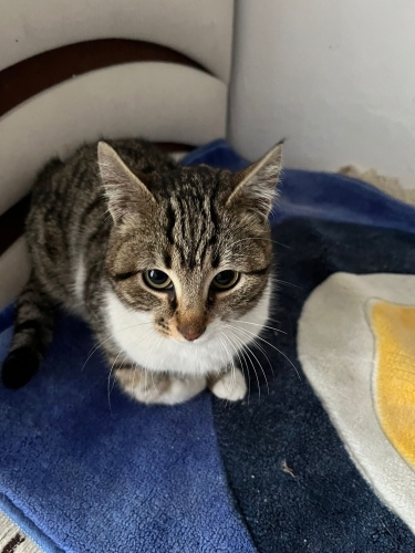 Bana yuva olurmusun fotoğraf