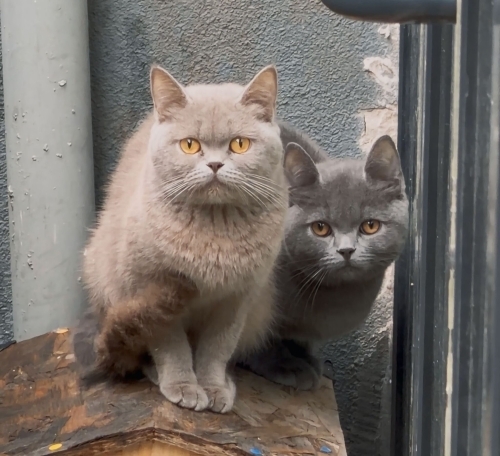 İki britishe acil yuva fotoğraf