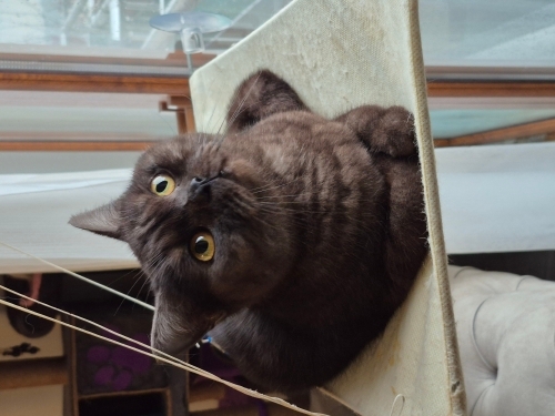 Orijinal british için yuva olun fotoğraf