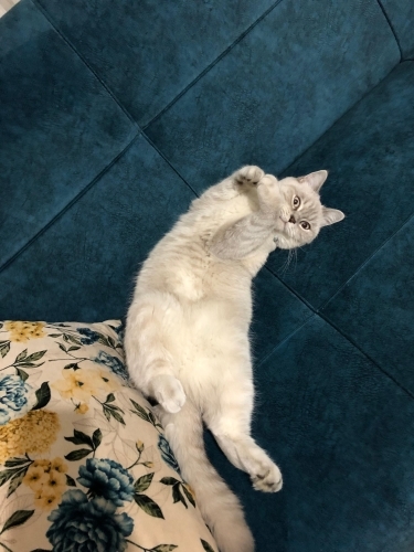 Mişa Yuva Arıyor fotoğraf