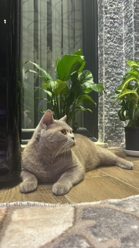 Cins kedimize yuva fotoğraf