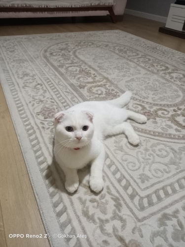 Erkek yavrumuza yuva ariyoruz fotoğraf