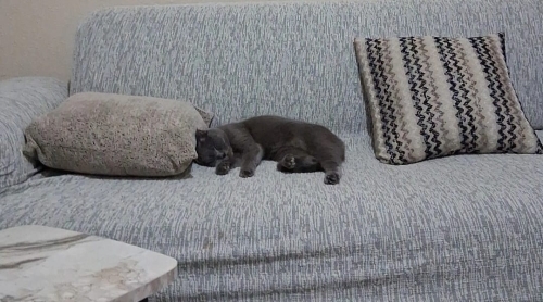 ÜCRETSİZ SAHİPLENDİRME BALIMA MUTLU BİR YUVA ARIYORUZ fotoğraf