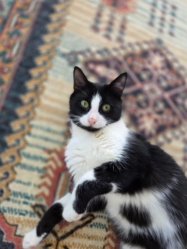 DİŞİ VE ERKEK MELEZ CANLAR KISIR,KARNELİ VE ÇİPLİ‼️ fotoğraf