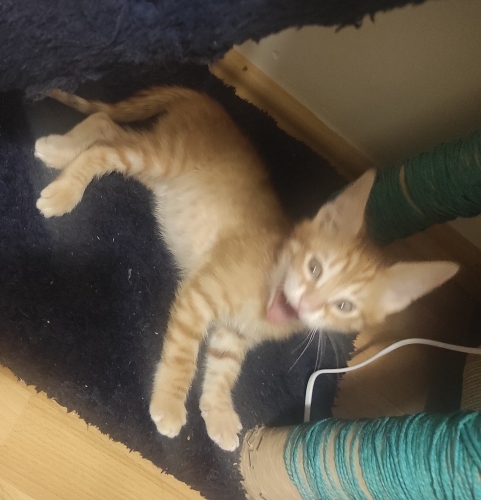 Afacan top düşkünü fotoğraf