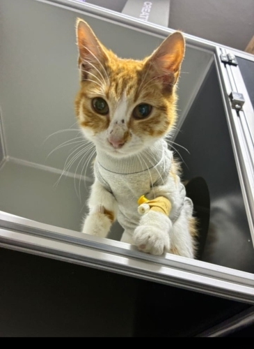 ACİİLL ÖTESİ ‼️GEÇİCİ YA DA KALICI YUVA‼️VETERİNERDEN ‼️ fotoğraf