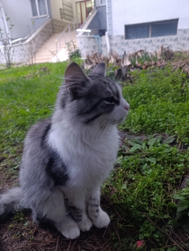 Kırma ve sokağa alışık olmayan savaşamayacak bir kedi. fotoğraf