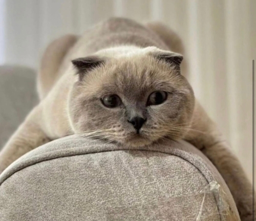 Mavi yuva arıyor fotoğraf