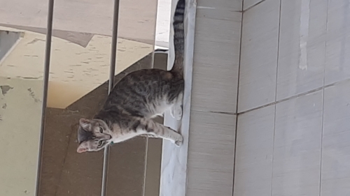 Kizim çok insan canlisi fotoğraf