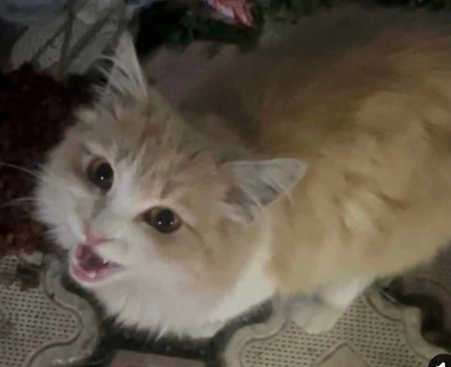 Balım yuva arıyor fotoğraf