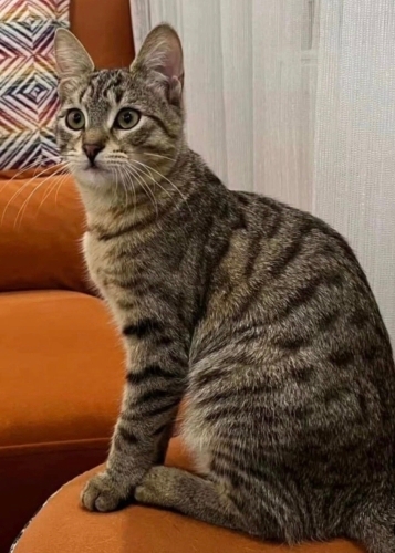 Pati yuva arıyor fotoğraf